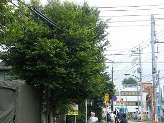 125037s.jpg 800x600 236KB 