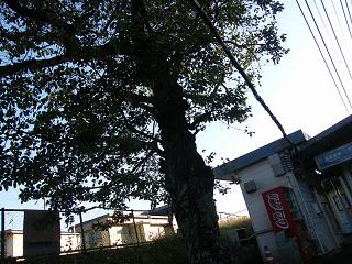 01179s.jpg 800x600 258KB 