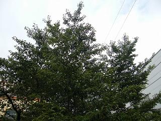 06054s.jpg 800x600 242KB 