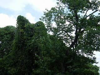 o2026s.jpg 800x600 237KB 