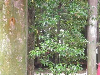 11015s.jpg 800x600 248KB 