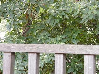 01054s.jpg 800x600 217KB 