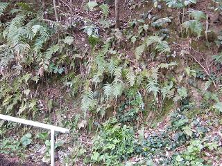 04062s.jpg 800x600 305KB 