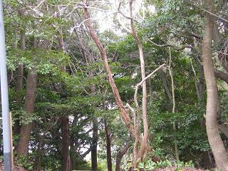 09082s.jpg 800x600 286KB 