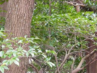 09083s.jpg 800x600 257KB 