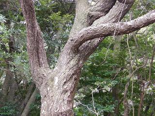 09096s.jpg 800x600 307KB 