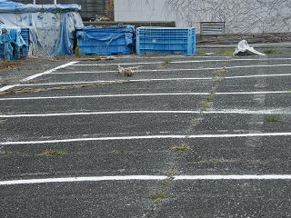 11079s.jpg 800x600 265KB 