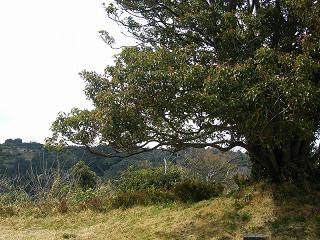 06058s.jpg 800x600 269KB 