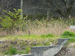 05047s.jpg 800x600 305KB 