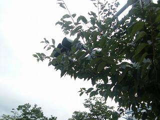 12001s.jpg 800x600 143KB 