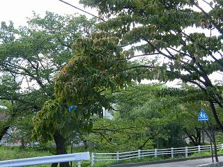 07040s.jpg 800x600 296KB 