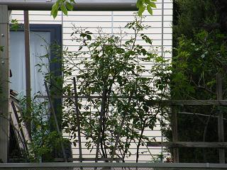 01013s.jpg 800x600 246KB 