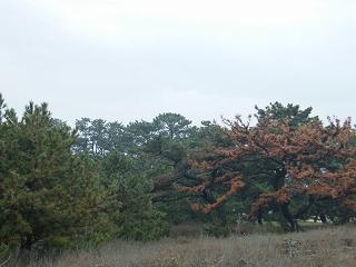 1045s.jpg 800x600 126KB 