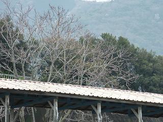 0748s.jpg 800x600 227KB 