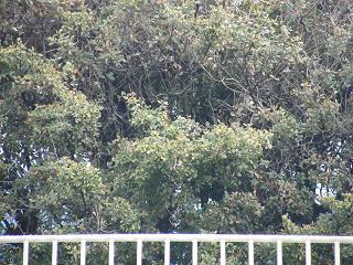 0770s.jpg 800x600 267KB 