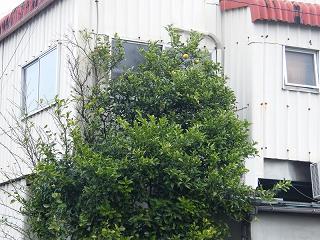 04090s.jpg 800x600 229KB 